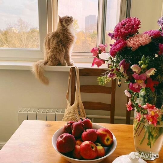 Москитная сетка Антикошка