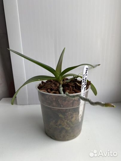 Орхидея фаленопсис Heat Wave