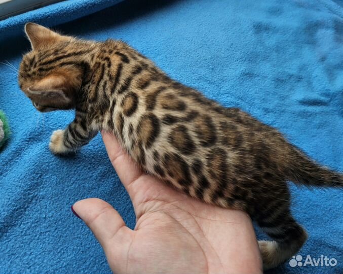 Бенгальский мальчик