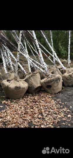 Саженцы крупномеры рябины,березы,тополя