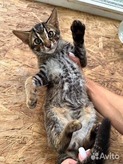 Бенгальские котята (гибриды ф1)