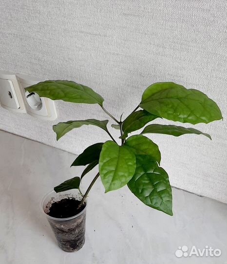 Клеродендрум Томпсона