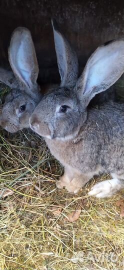 Кролики породы фландр