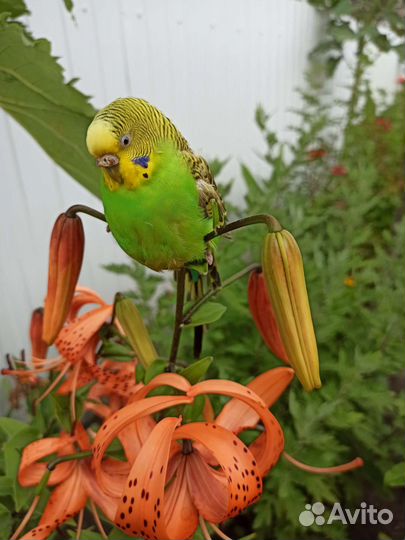 Лилии луковицы