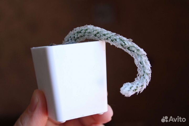 Суккуленты. Авония