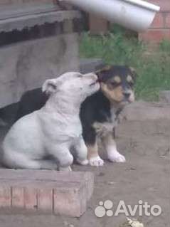 Щенок бесплатно в добрые руки