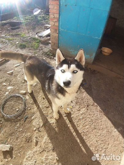 Сибирский хаски вязка