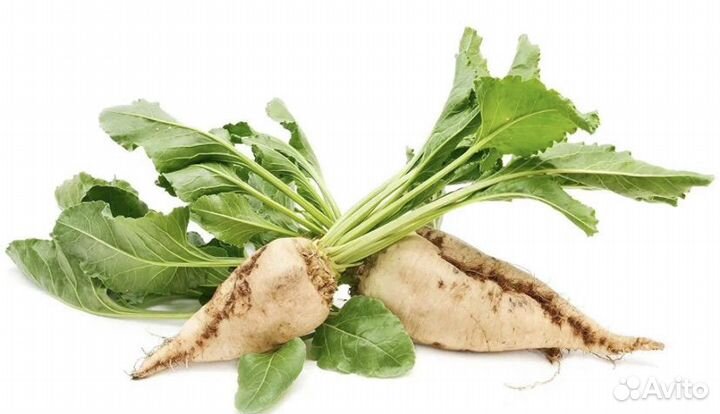 Семена свеклы Бартавэлла