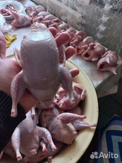 Мясо перепелов