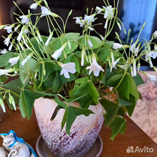 Оксалис (кислица)