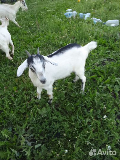Продам коз