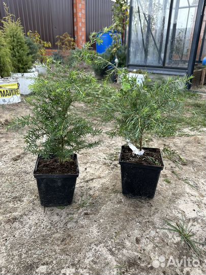 Тсуга канадская