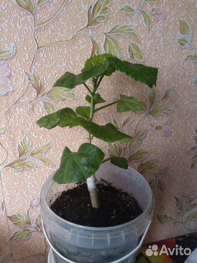 Гибискус Карамельный вихрь