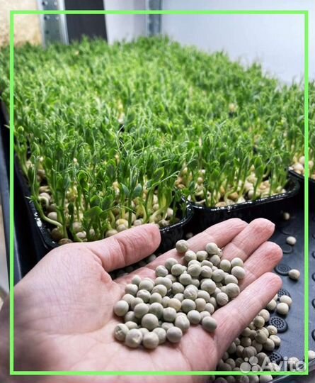 Набор для выращивания микрозелени