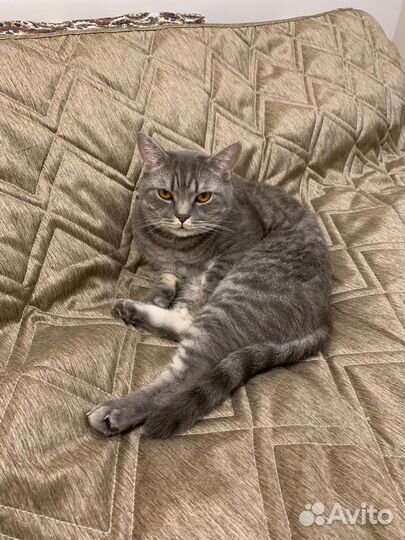 Отдам бесплатно кота