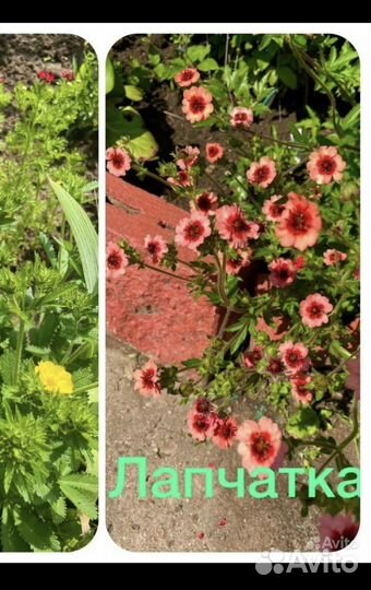 Садовые цветы