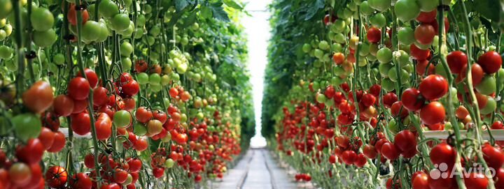 Сборщик томатов