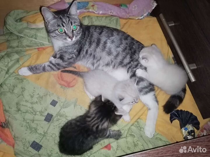 Котята в добрые руки