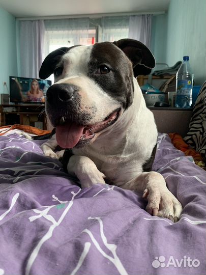 Собака стаффорд