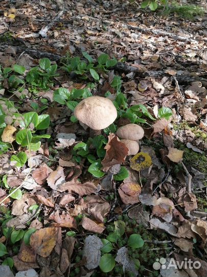 Грибы маринованные