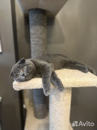 Шотландский вислоухий кот вязка