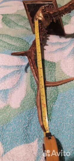 Рога на медальоне