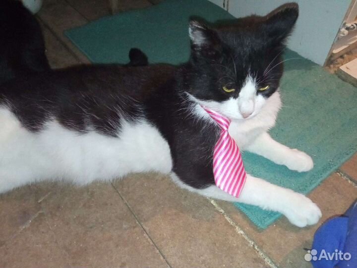 Огромный кот в дар