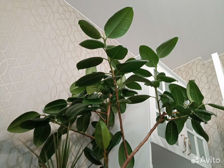 Фикус каучуконосный