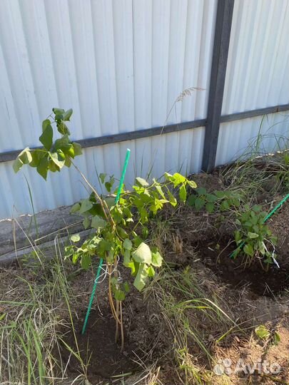 Сирень кустарник