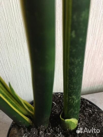 Сансевиерия трехцветная