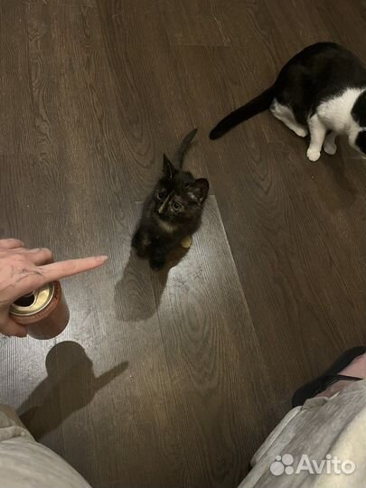 Кошка в дар бесплатно