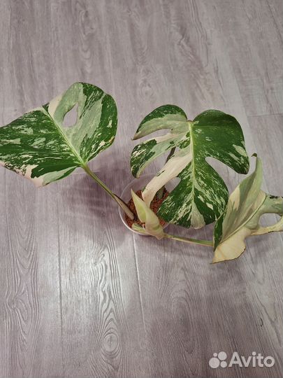 Монстера вариегатная альба