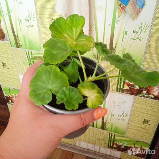 Пеларгония герань