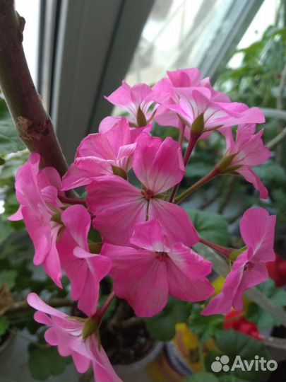 Пеларгония (герань) разные расцветки