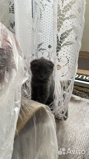 Шотландские котята