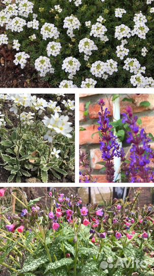 Растения для альпийских горок, клумб