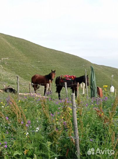 Скот на летные пастбище