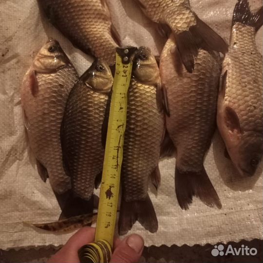 Карась живой