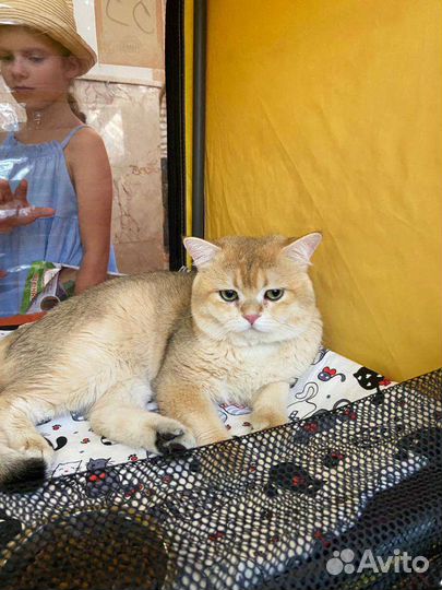 Британский золотой кот на вязку