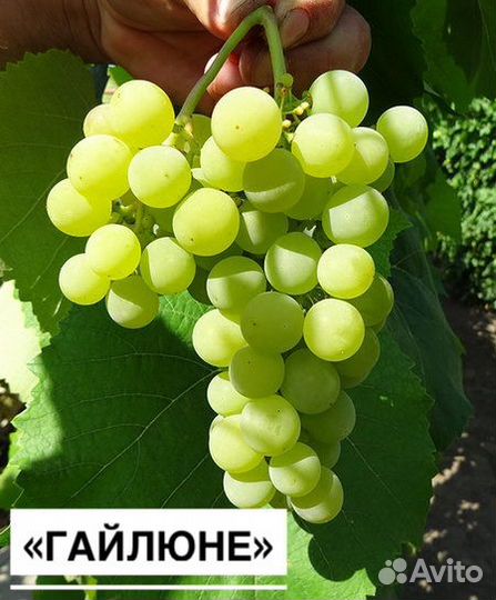 Саженцы винограда