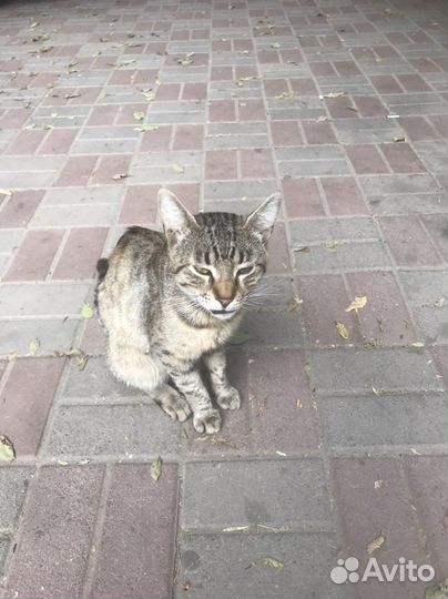 Котики бесплатно в добрые руки