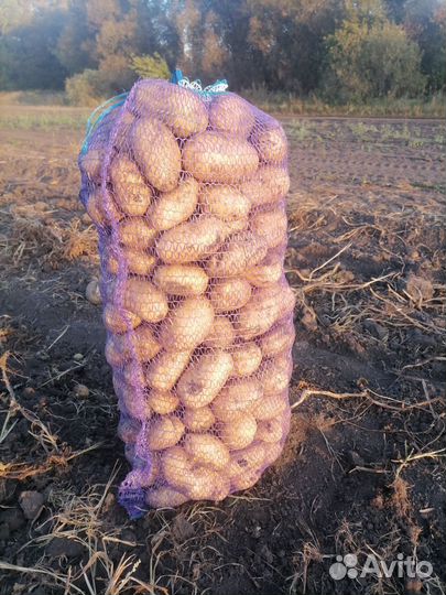 Картофель Вега