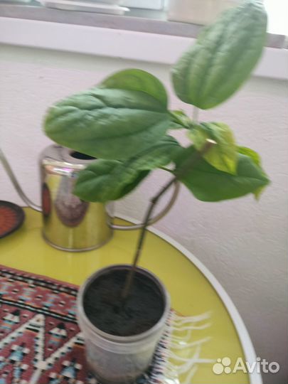 Продам укорененные черенки комнатного растения