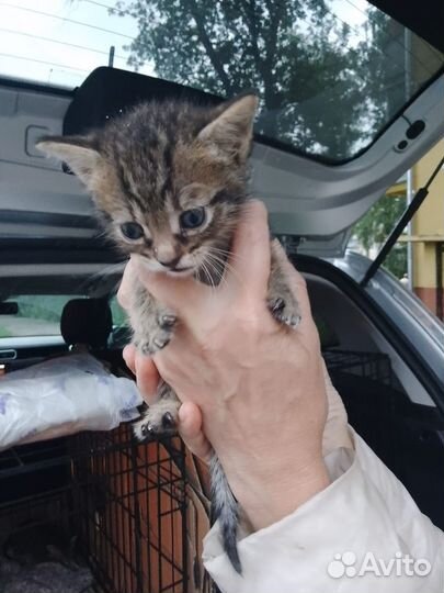 Чудесные малявочки котята тигрята