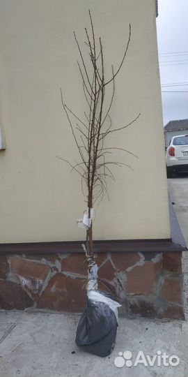 Саженцы миндаля