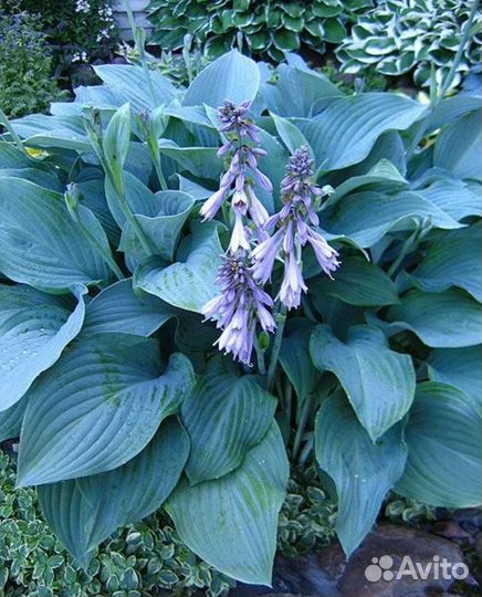 Хоста голубая