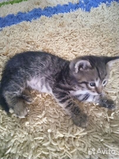 Отдам бесплатно котят