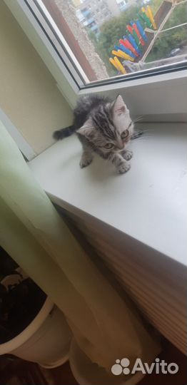 Кошка скотиш страйт