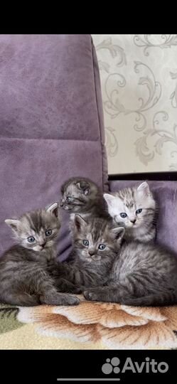 Шотландские котята