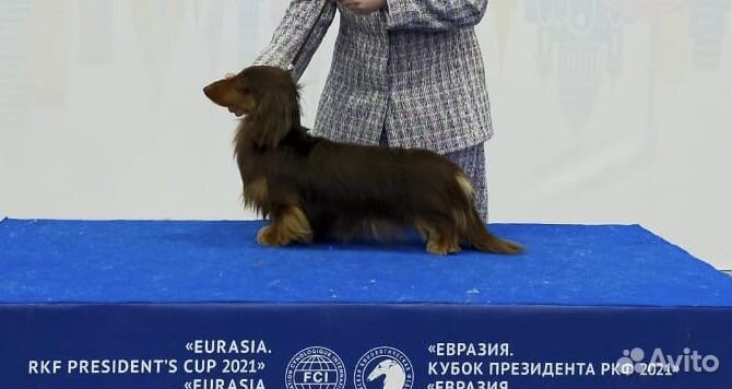 Щенки таксы. Кобели мини и стандарт дш вязка, РКФ
